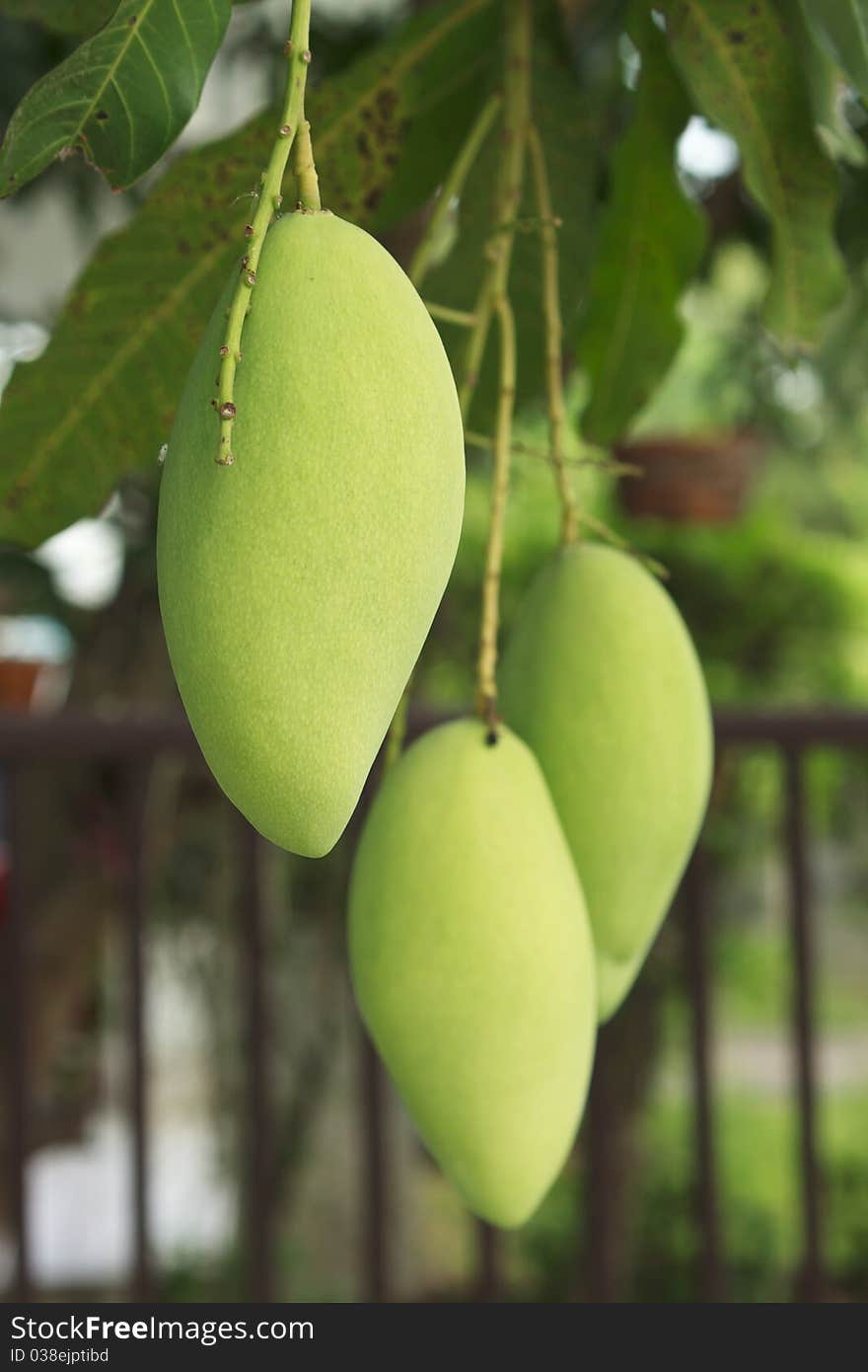 Tree Mango