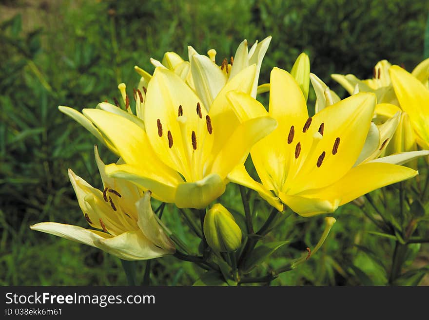 Yellow lilies in the garden