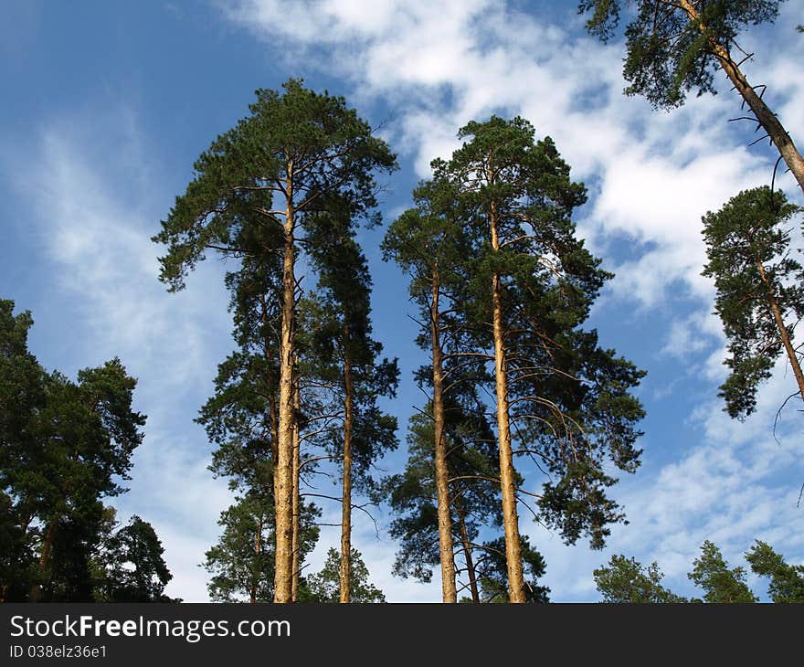 High fir trees in year wood. High fir trees in year wood