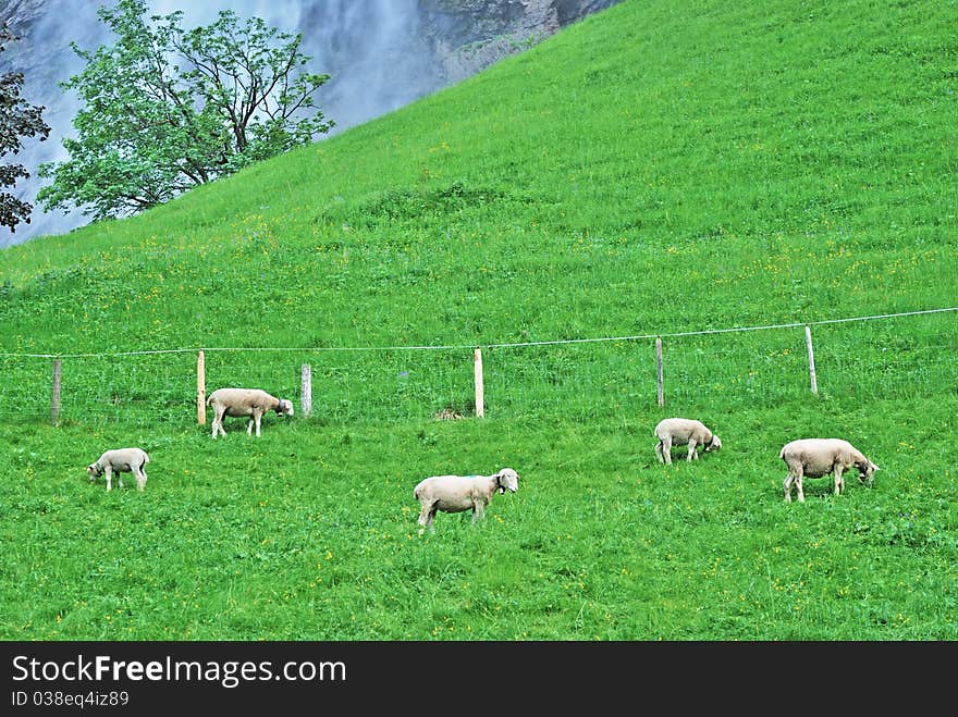 Sheeps on the green field