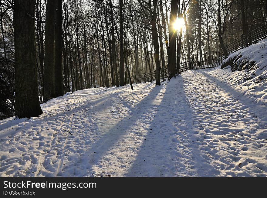 Frozen forest, with sun rays