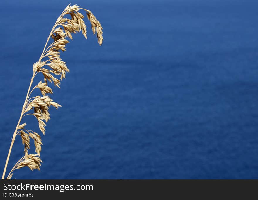 Yellow plant on the mediterranean sicilian coast. Yellow plant on the mediterranean sicilian coast