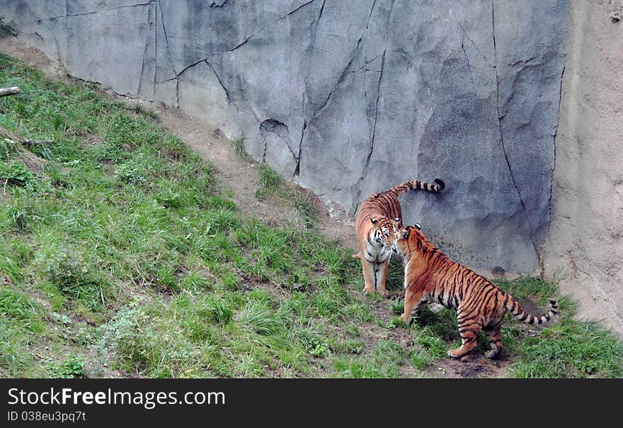 Tigers stand off