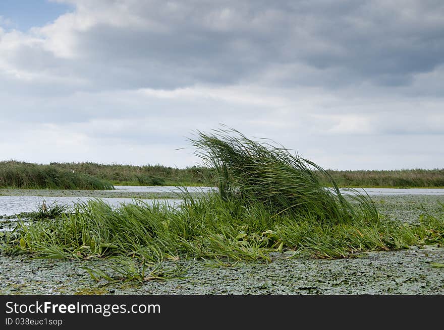 Danube Delta Landscape