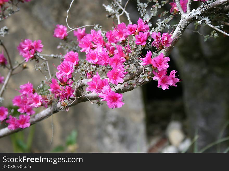 Pink cherry fowers contrasted on a dull background. Pink cherry fowers contrasted on a dull background