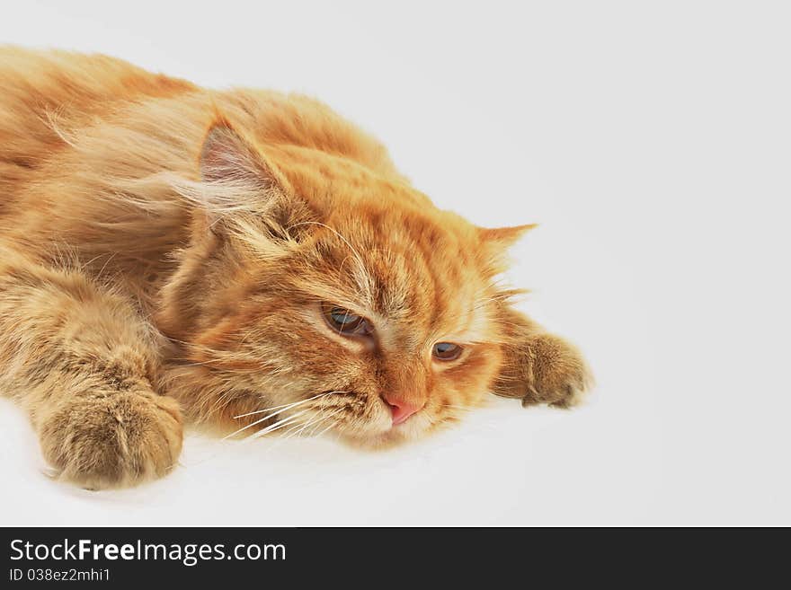 Photo red cat on white background close up