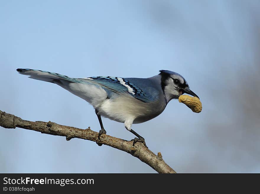 Blue Jay with peanut