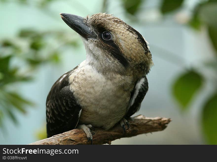 Laughing Kookaburra (Dacelo novaeguineae) perched on a branch