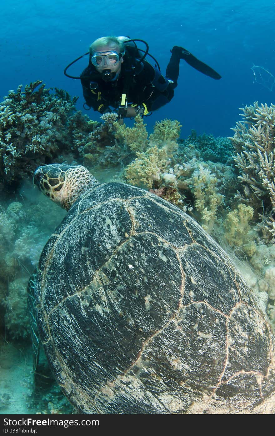 Sea Turtle with scuba diver in the ocean