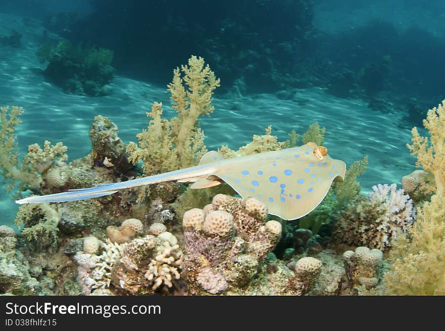 Blue spotted ribbon tail ray. Blue spotted ribbon tail ray