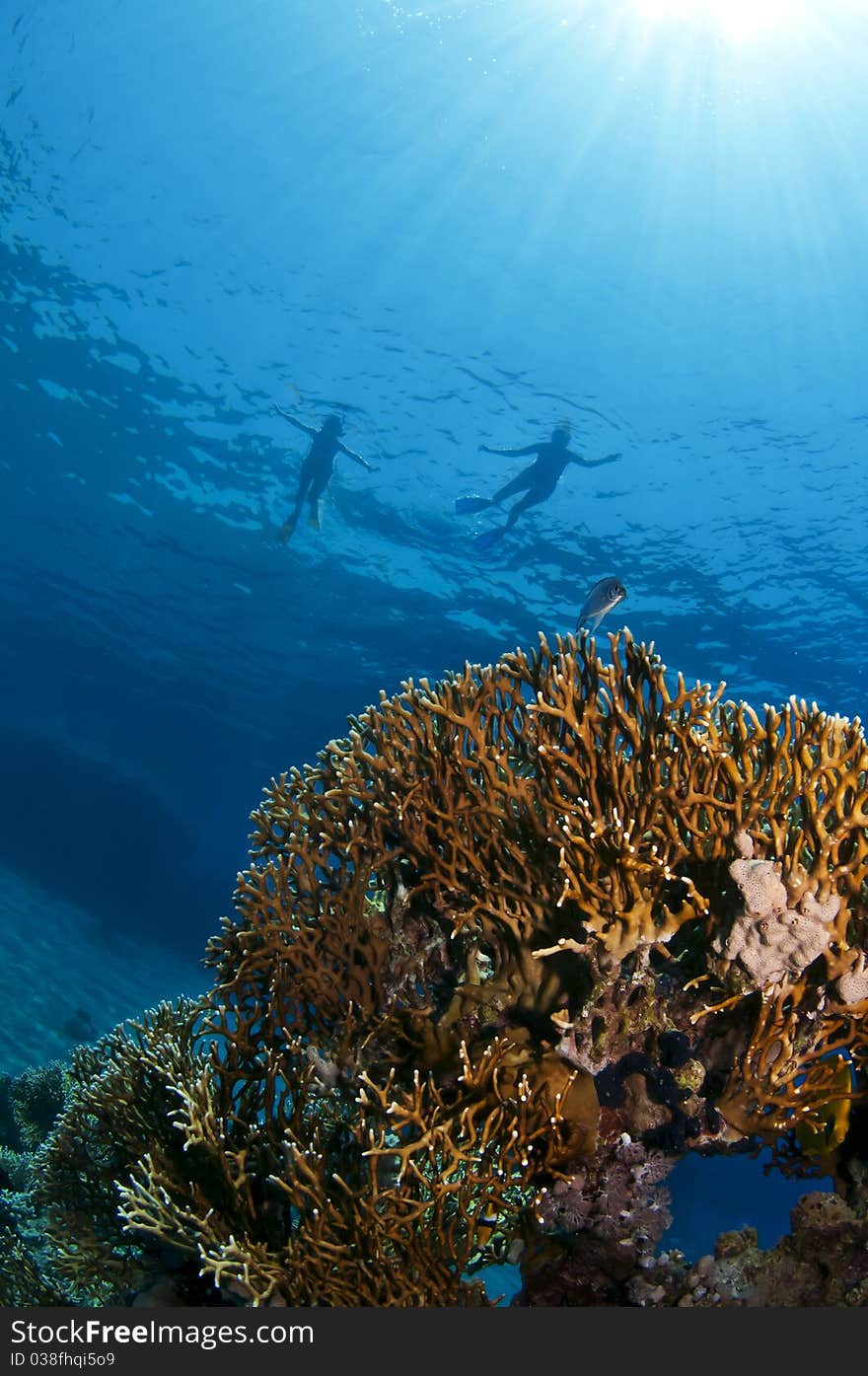 Snorkelers and coral