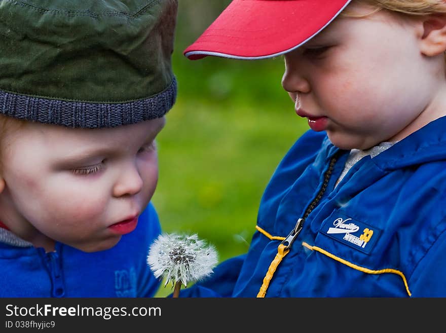 Two boys and a dandelion