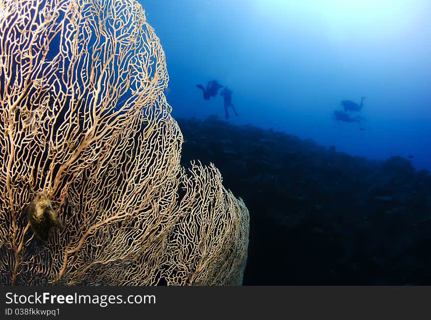 Gorgonian Sea Fan And Sillhouetted Divers