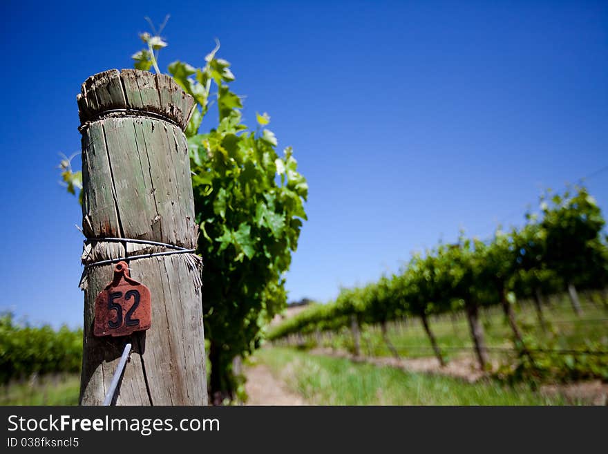 Focus on Vine Post with row of vines in the background. Focus on Vine Post with row of vines in the background