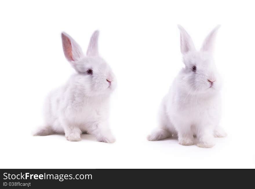 Little rabbit on a white background isolation