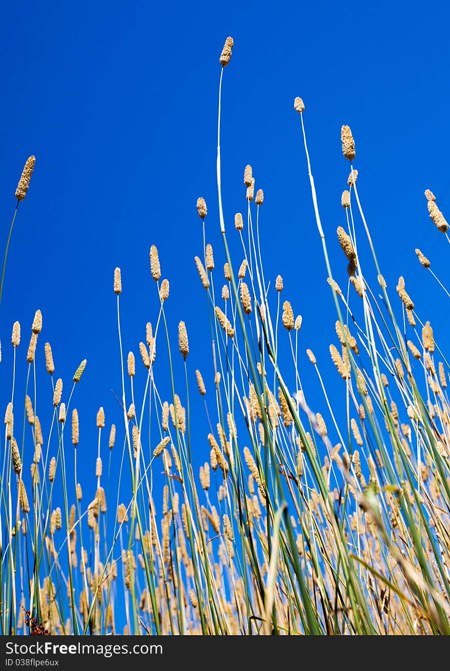 Long grass in front of clear blue sky. Long grass in front of clear blue sky