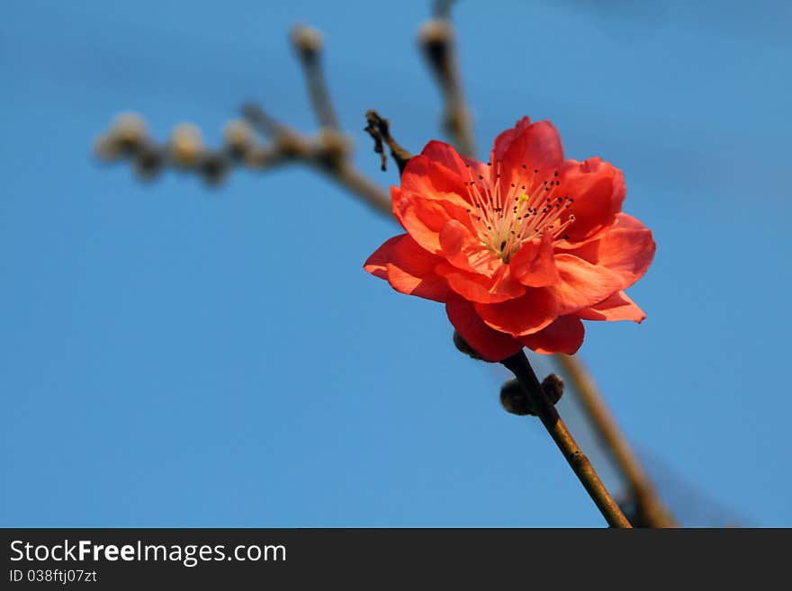 Cherry Blossom