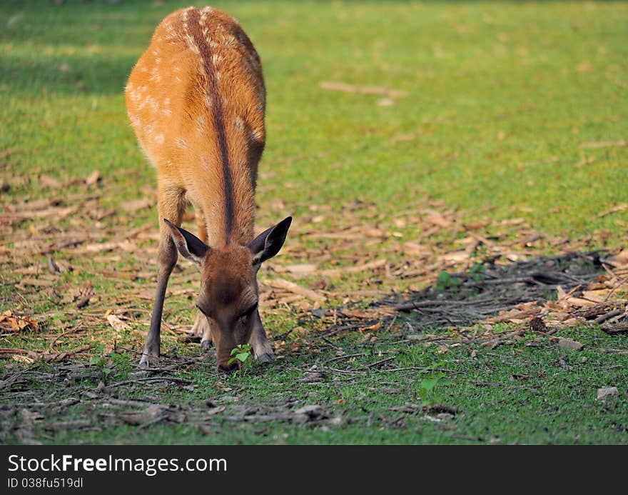 Sika deer Nara