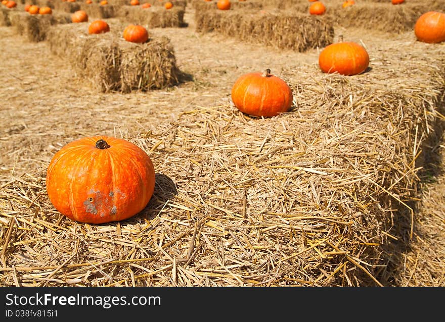 Row of Pumpkins on the Straw in the Farm,countryside-Thailand. Row of Pumpkins on the Straw in the Farm,countryside-Thailand