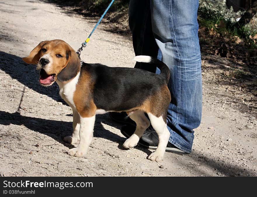 A little beagle dog portrait with tired expression. A little beagle dog portrait with tired expression