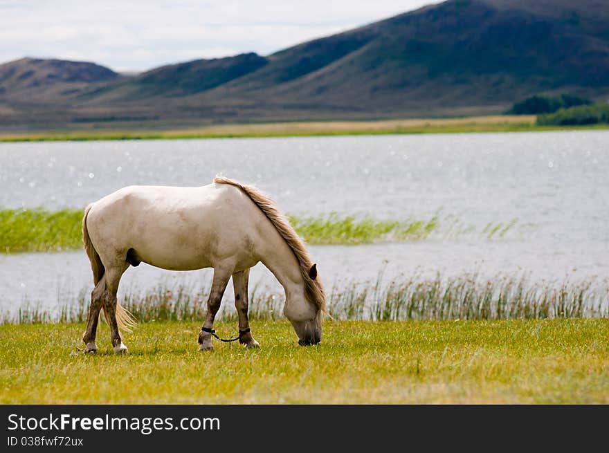 WHITE HORSE GRAZING