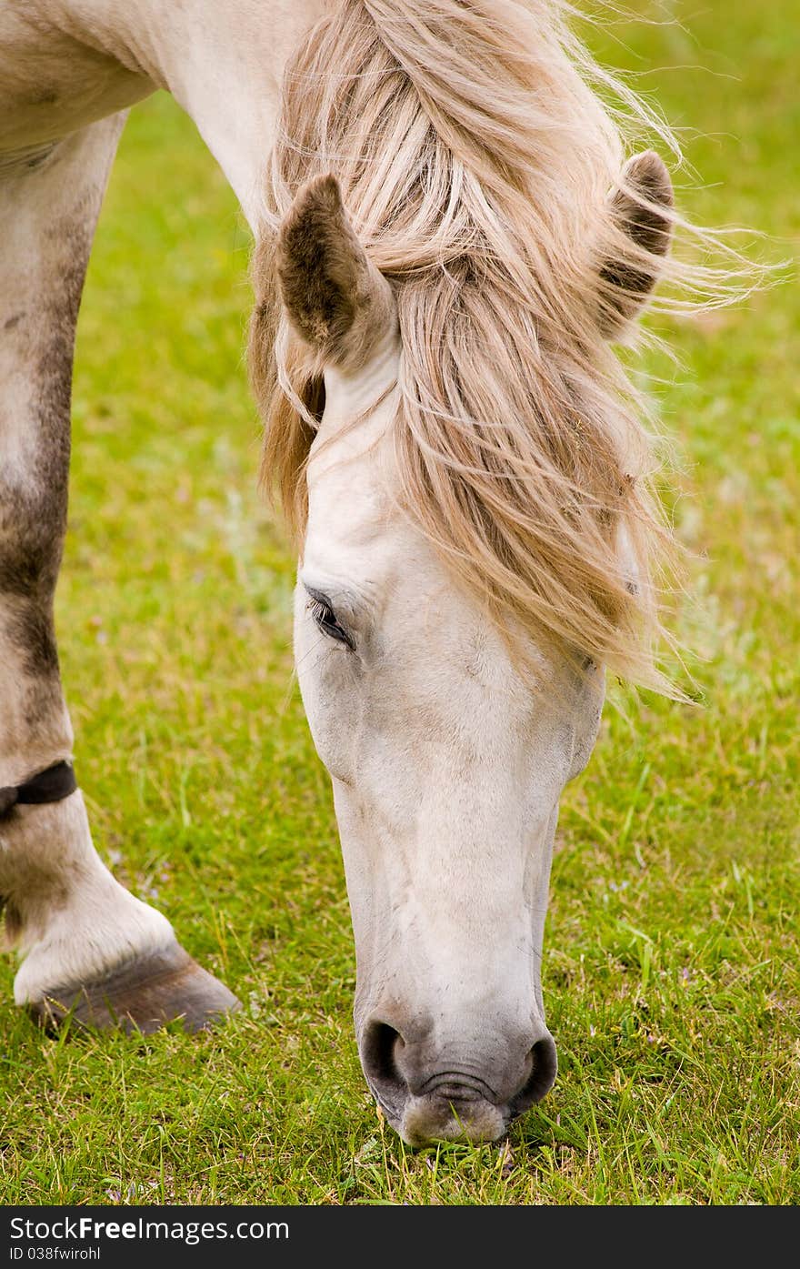 The white horse, grazed one on a meadow. The white horse, grazed one on a meadow