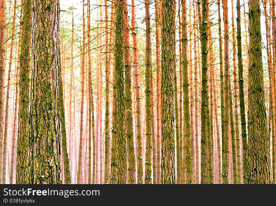 Spring landscape of young grey forest with green trees