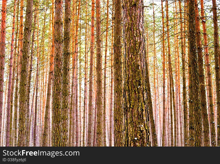 Spring landscape of young grey forest with green trees