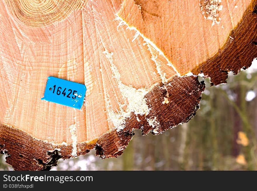 Old grey wood textured for abstract background