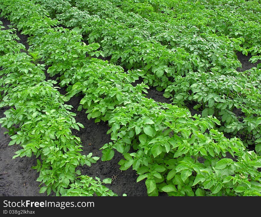 Organically cultivated plantation of potato. Organically cultivated plantation of potato