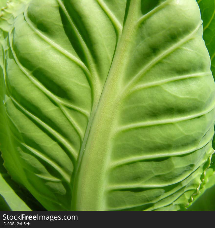 leaf of the green cabbage. leaf of the green cabbage