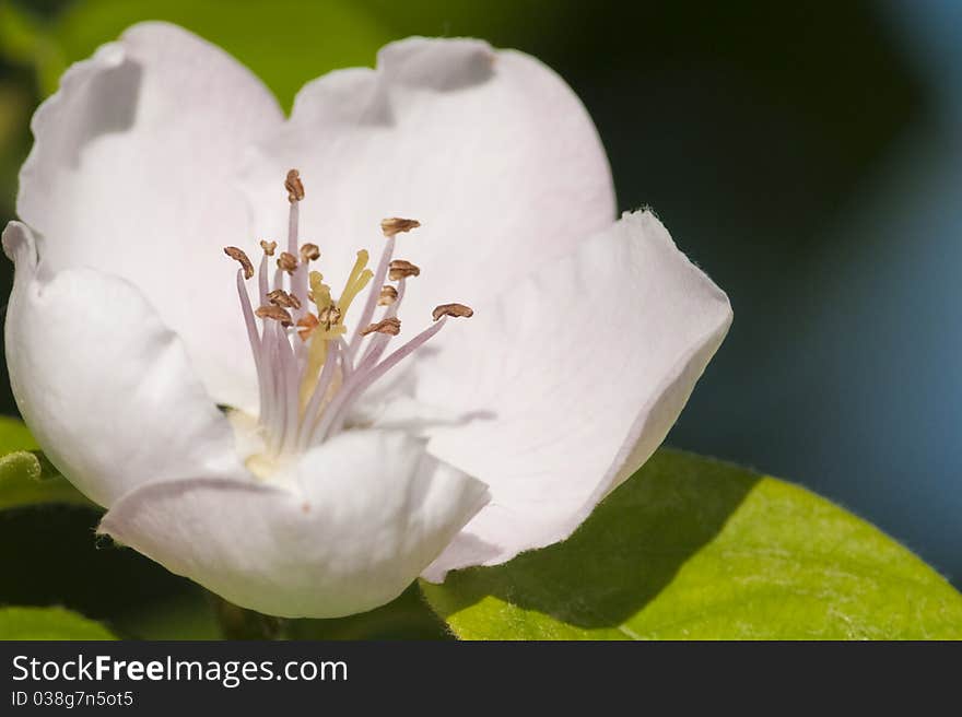 Quince tree flower