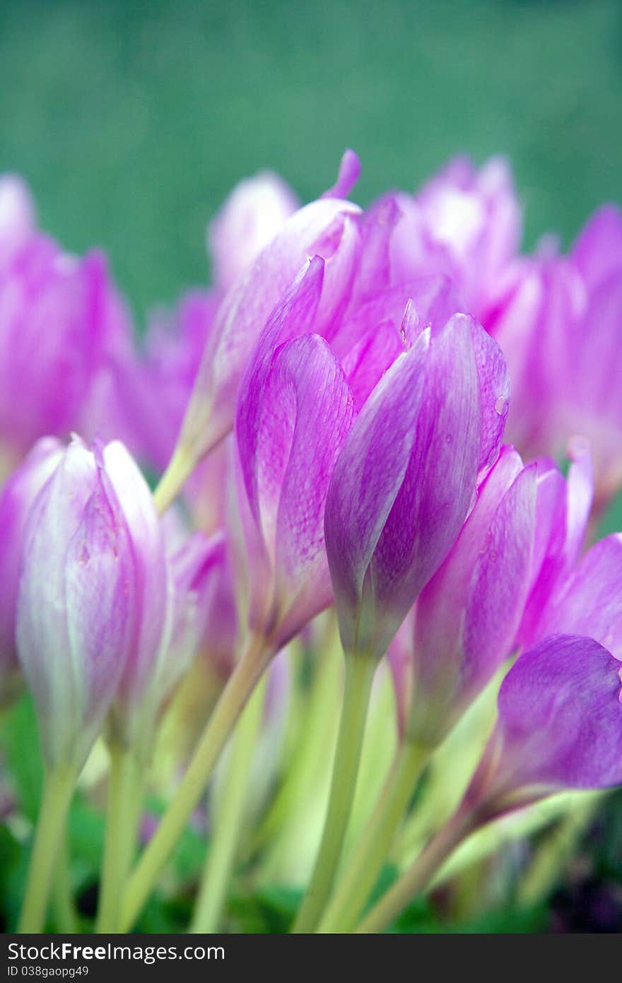 Blooming Crocuses