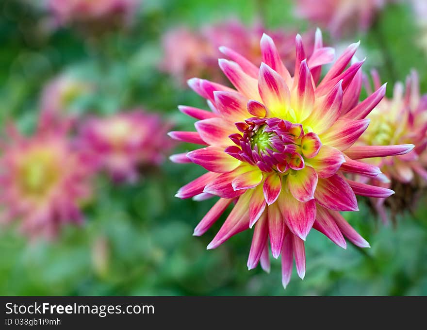 Blooming red and yellow dahlia. Blooming red and yellow dahlia