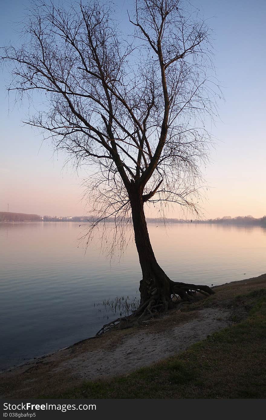 Tree by the lake at sunset in Mantua Italy