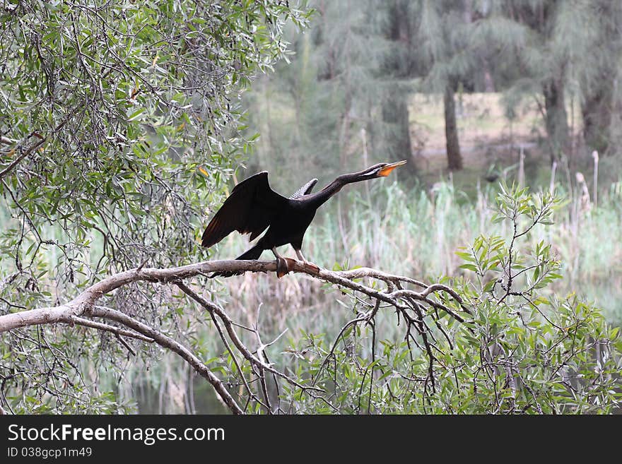 Black Darter bird drying wings on branch