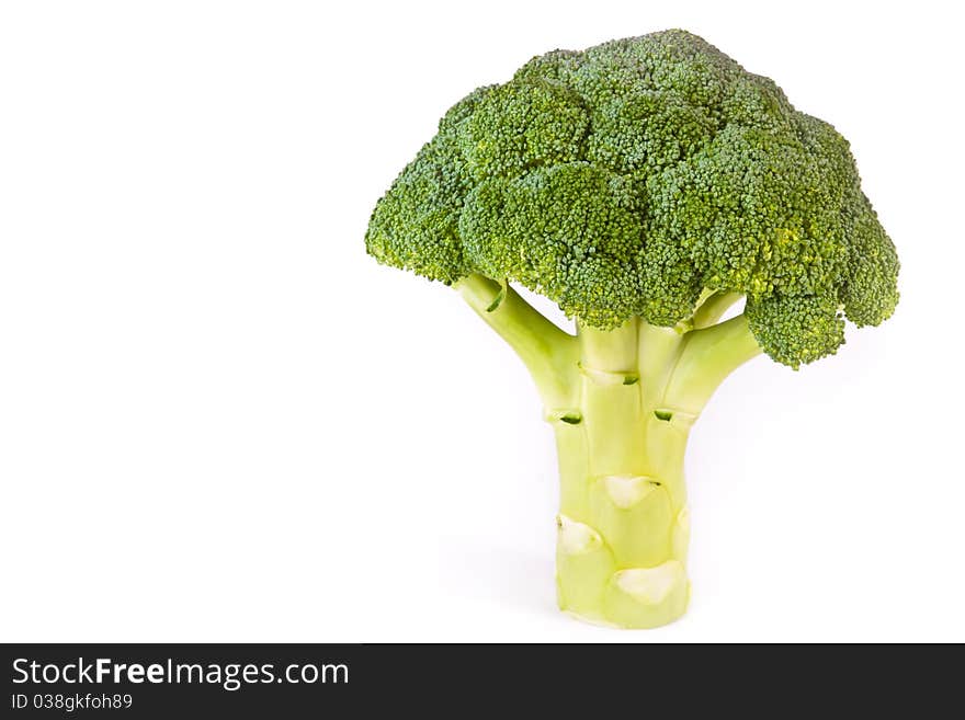 Broccoli head like a tree across white