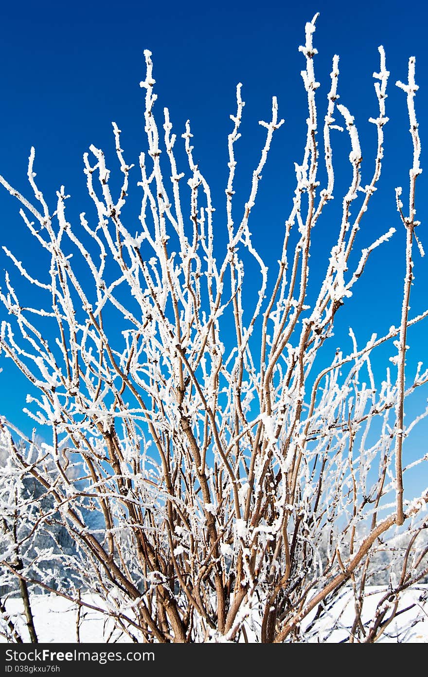 Frozen tree branch in the winter