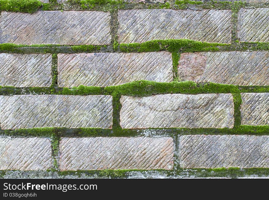 Moss growing on mortar between bricks in a wall. Moss growing on mortar between bricks in a wall