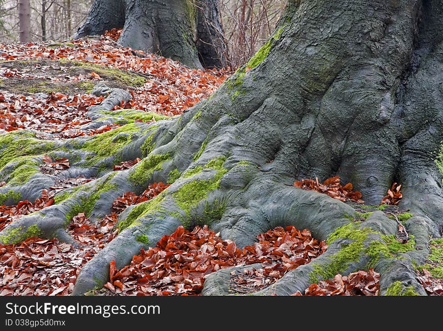 Old Tree