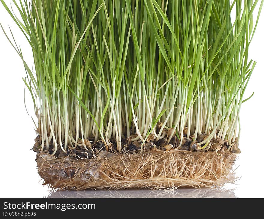 Wheat sprouts close-up,  isolated on white