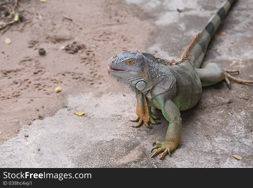 Portrait of an iguana in the Thailand. Portrait of an iguana in the Thailand.