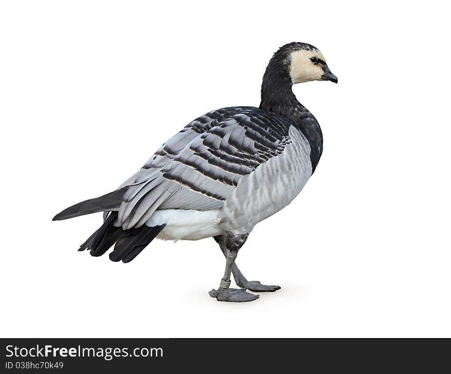 Barnacle Goose