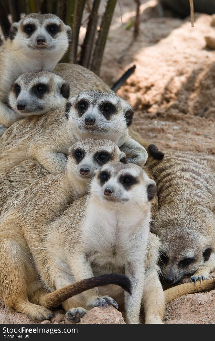 Family of Meerkats on sand. Family of Meerkats on sand