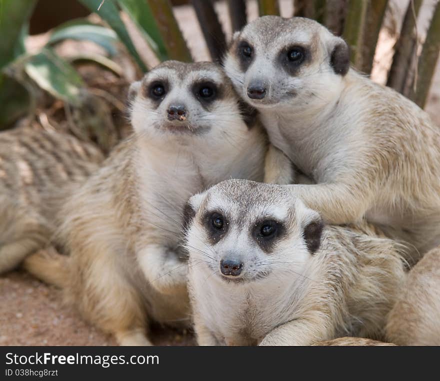 Meerkat family on the look out. Meerkat family on the look out.