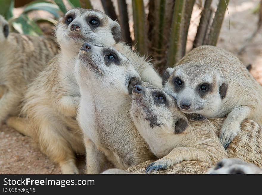 Meerkat family on the look out. Meerkat family on the look out.