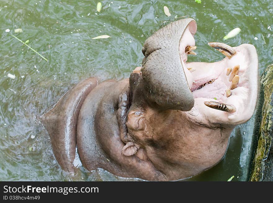 Hippopotamus.