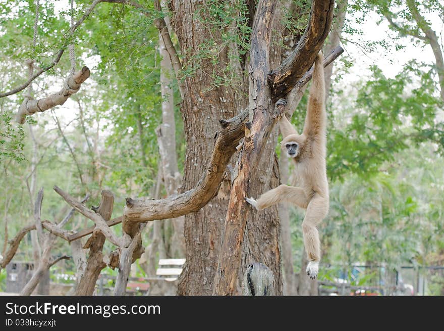 Brown gibbon hanging on tree.