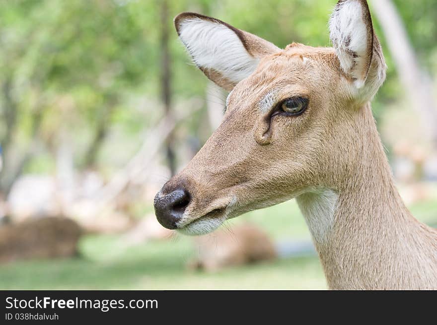 Whitetail doe.