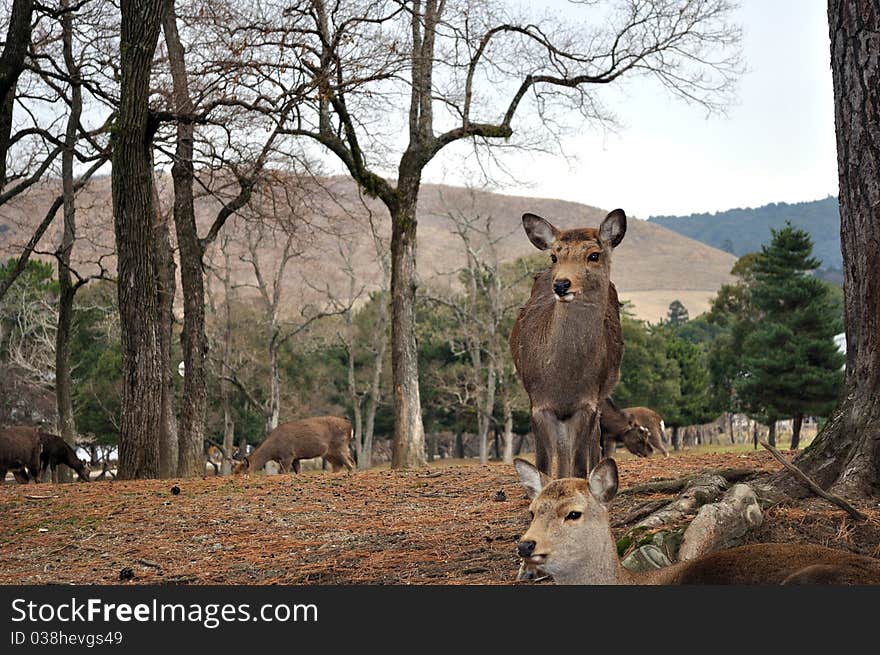 A wild deer stares ahead while others lounge around the Nara Deer park in Nara, Japan. A wild deer stares ahead while others lounge around the Nara Deer park in Nara, Japan.